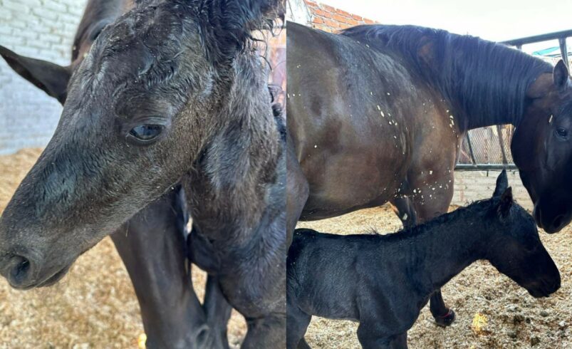 NACE TOMASITO, CRÍA DE LA QUERIDA YEGUA “TOMASA” DE ERIKA BRIONES
