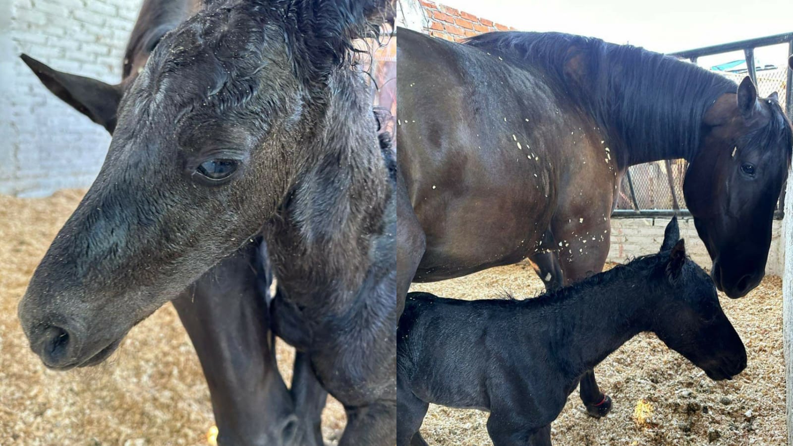 NACE TOMASITO, CRÍA DE LA QUERIDA YEGUA “TOMASA” DE ERIKA BRIONES
