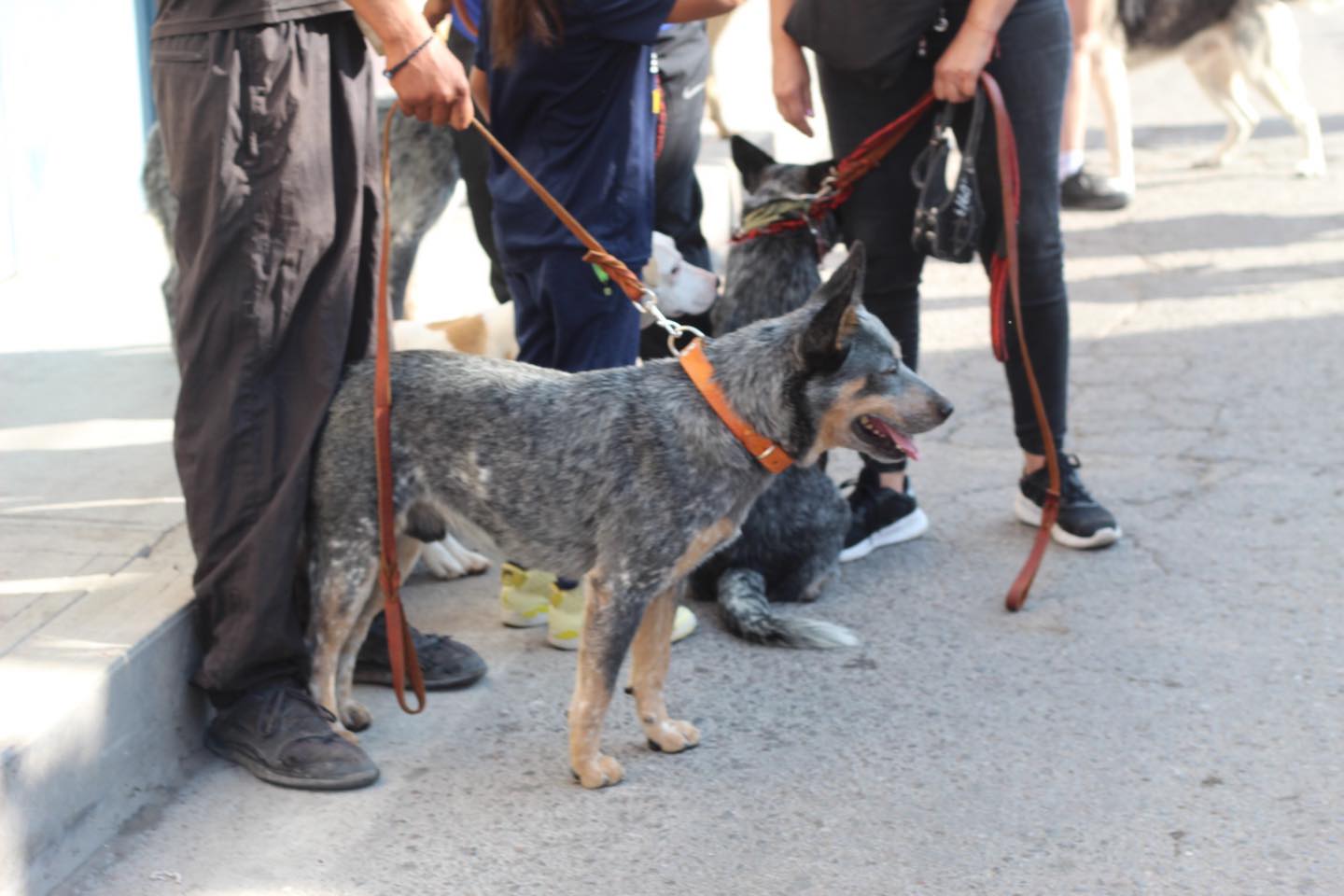 TIERRANUEVA SE ALISTA PARA GRAN CAMINATA DE MASCOTAS