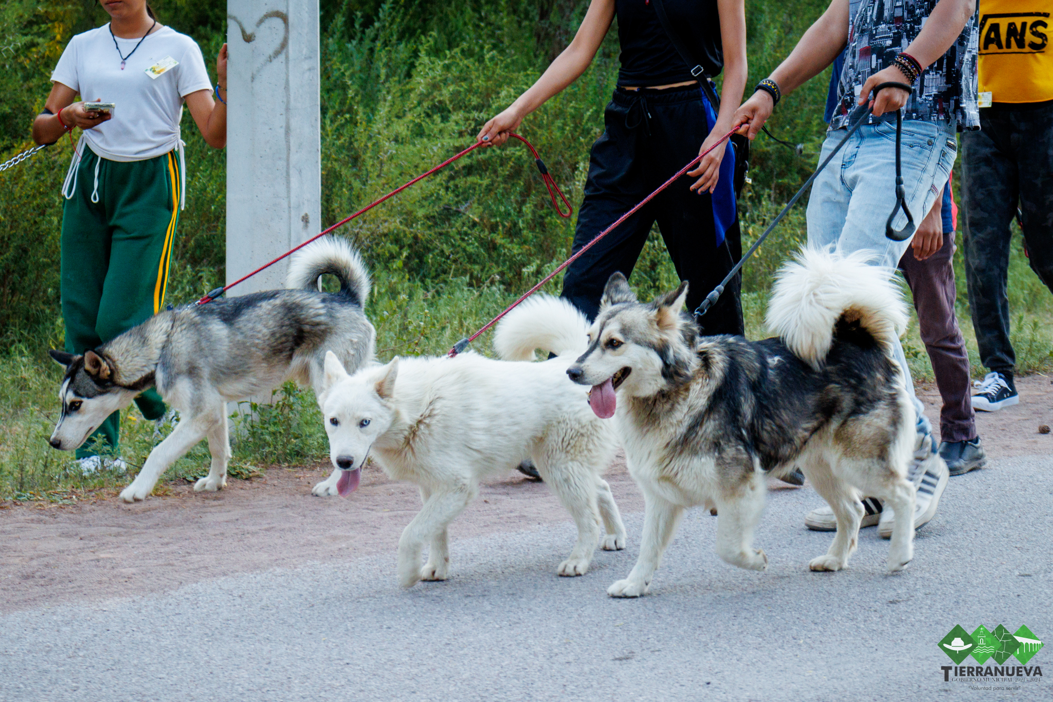 TIERRANUEVA APUESTA POR UN ESPACIO PARA TODOS CON PRIMERA CAMINATA DE MASCOTAS