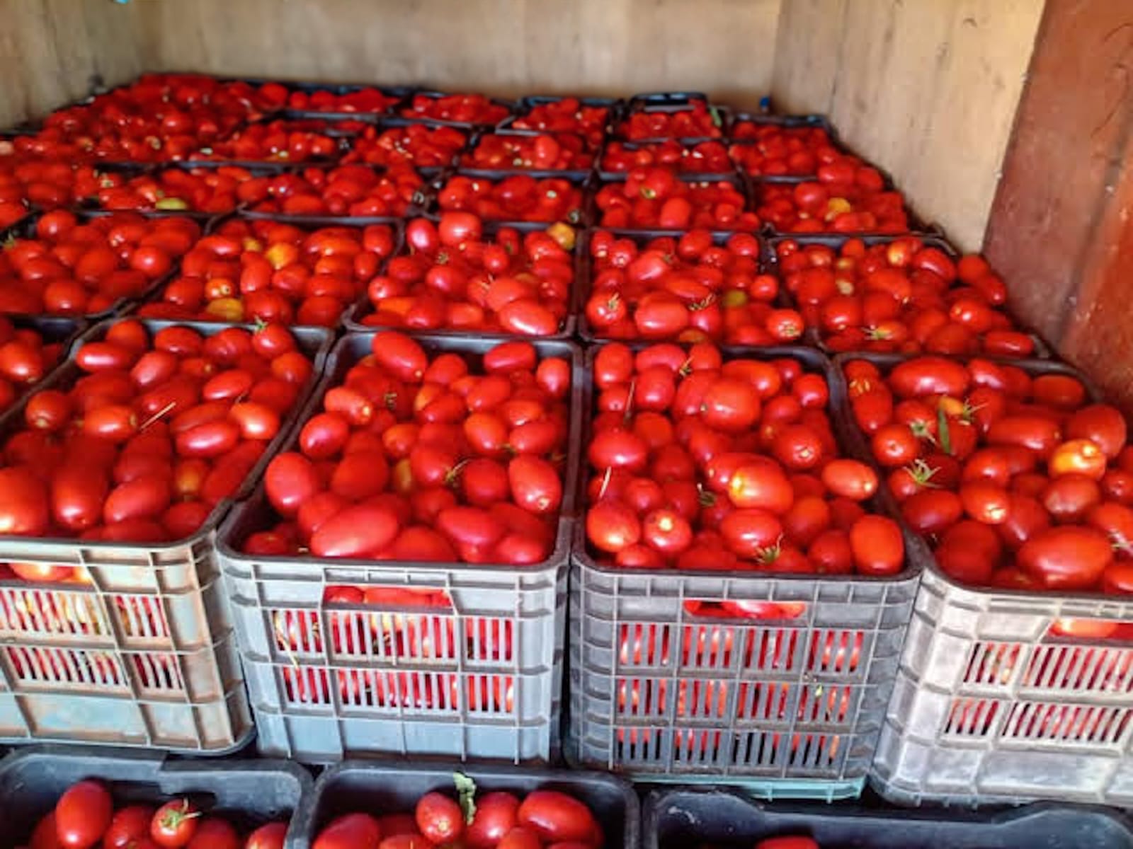 EL ESTADO BRINDA APOYO A PRODUCTORES DE JITOMATE POR MEDIDAS DE ESTADOS UNIDOS