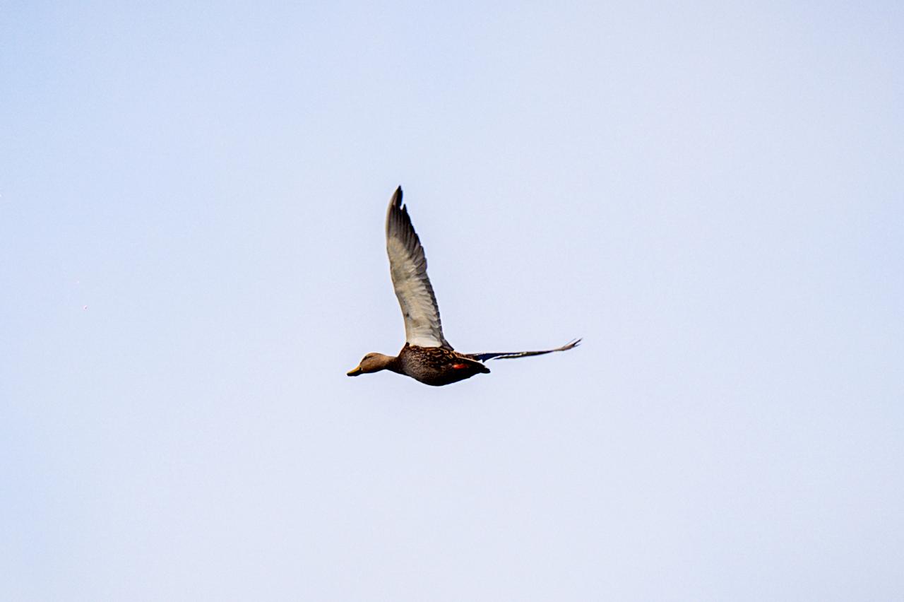 SE CONSOLIDA PARQUE TANGAMANGA COMO REFUGIO NATURAL DE AVES MIGRATORIAS
