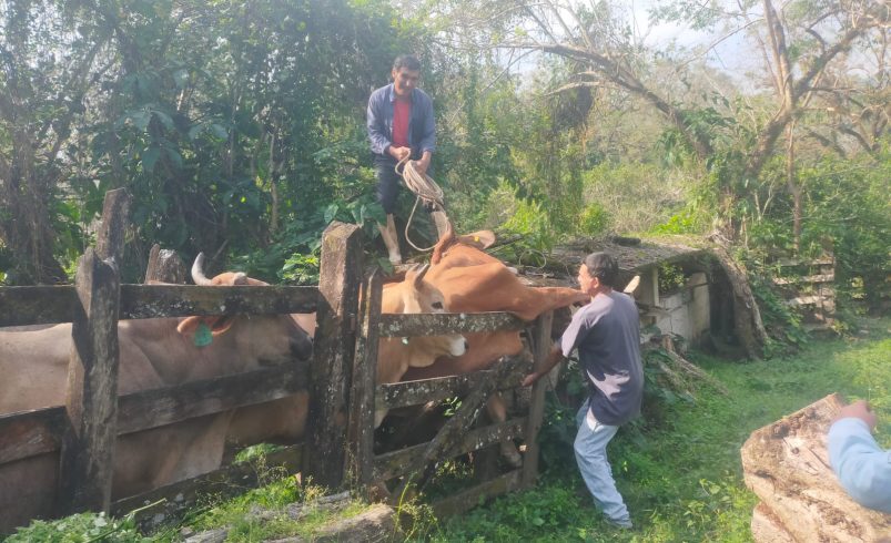 SAN LUIS REFUERZA CERCO SANITARIO GANADERO