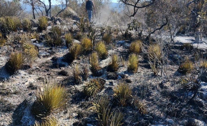 GOBIERNO ESTATAL LIQUIDA INCENDIO FORESTAL EN MATEHUALA
